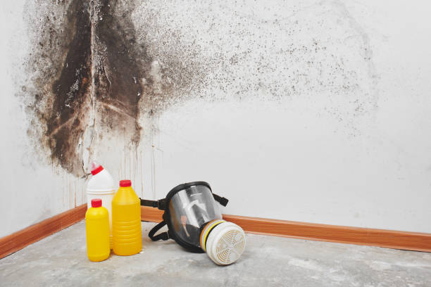 Best Professional Mold Removal  in Frederic, WI