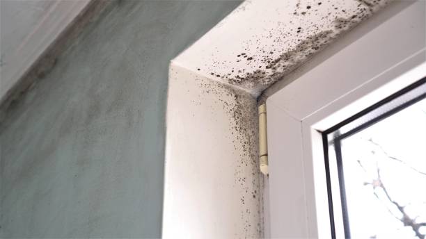 Best Mold Damage Repair  in Frederic, WI