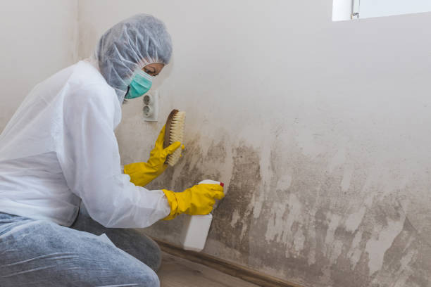 Best Fast Mold Removal  in Frederic, WI
