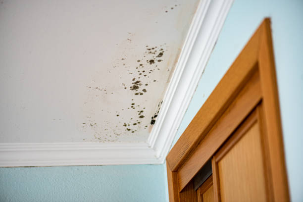 Best Attic Mold Removal  in Frederic, WI