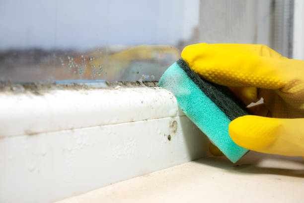 Best Local Mold Removal Service  in Frederic, WI