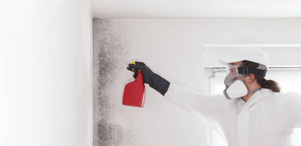 Best Mold Damage Repair  in Frederic, WI