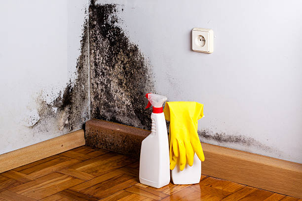 Best Toxic Mold Removal  in Frederic, WI