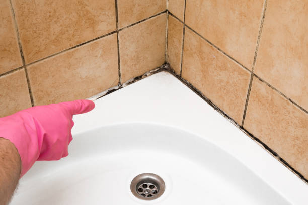 Best Mold Testing  in Frederic, WI